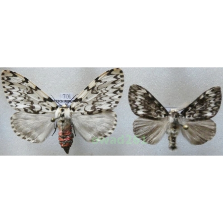 Lymantria monacha (Linnaeus, 1758) pair ex. ovo Czech70i